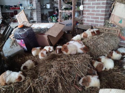 250 cochons d'Inde saisis à Waremme