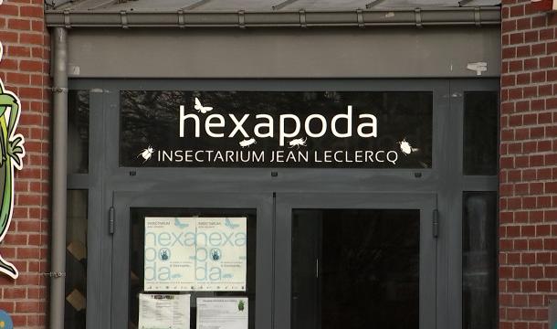 6 millions d'insectes rapatriés au musée Hexapoda de Waremme