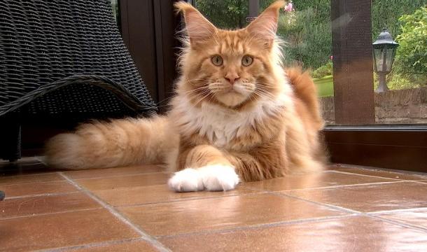 8 aoÍ»t : journée internationale du chat