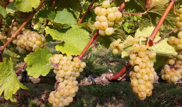 Record pour la production de vin en Belgique