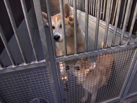 Abandons, animaux errants : La SRPA de Liège sature