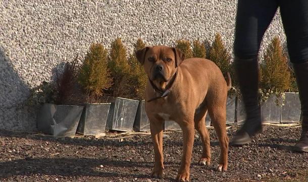Aider les animaux à affronter le froid