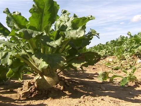 Alimentation locale, un enjeu majeur pour demain 