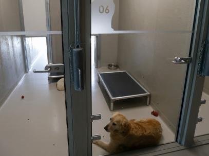 Awans offre un stage de socialisation aux chiens adoptés dans un refuge