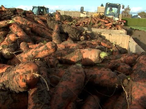 Awans: quand la pluie joue les trouble-fêtes pour les cultivateurs de carottes