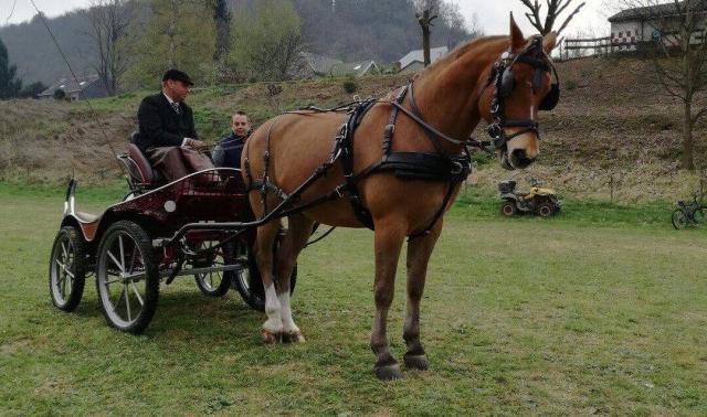 Aywaille :  concours d'attelage 