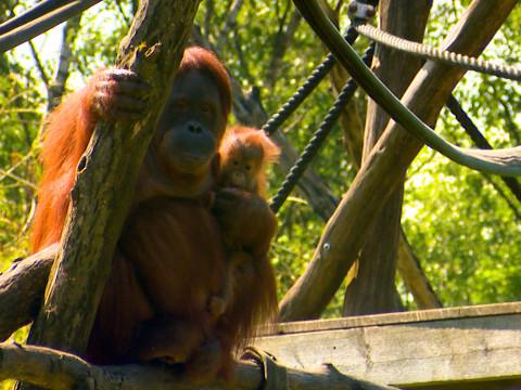 Aywaille : deux bébés orang-outans