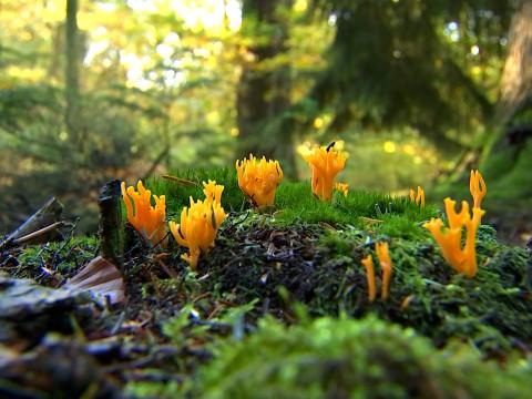 Chasse aux champignons avec des mycologues de l'ULiège