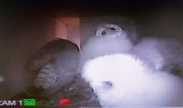Photos d'une nichée de chouettes effraies à Burdinne 