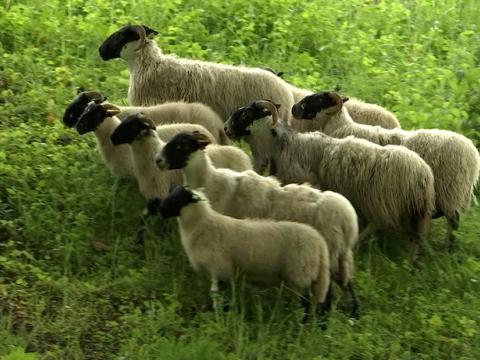 Cointe: le retour des moutons en éco-pâturage