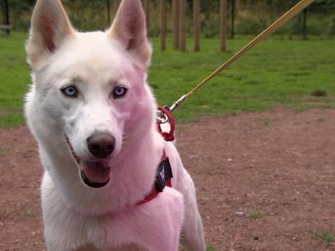 Cointe : Un rendez-vous qui a du chien ! 