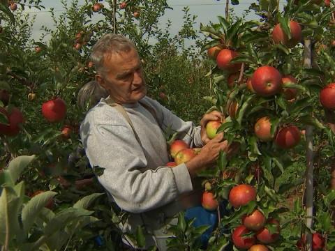 Dalhem : 5 jours d'autocueillette de fruits au verger