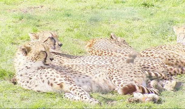 Début de saison prometteur au Monde Sauvage d'Aywaille 