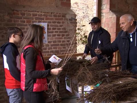 Des arbres distribués dans toutes les communes wallonnes