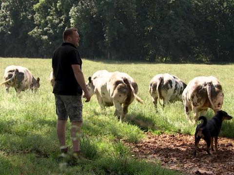 Des chiffres pour casser le stéréotype de la pollution bovine