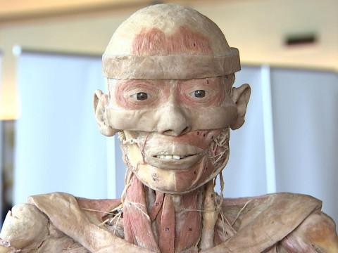Des corps humains exposés à Liège 