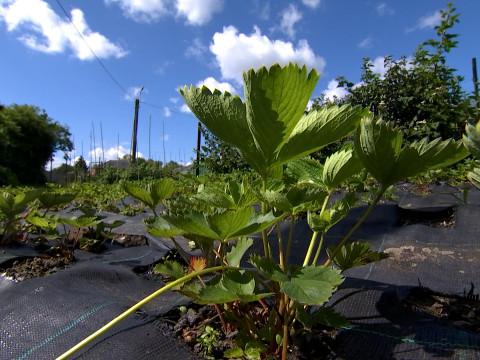 Des potagers pollués au Thier à Liège 
