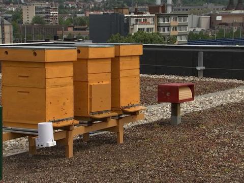 Des ruchers urbains connectés sur les toits !