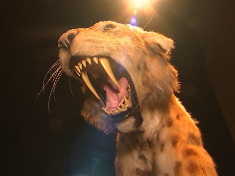 Des tigres à dents de sabre à Flémalle !