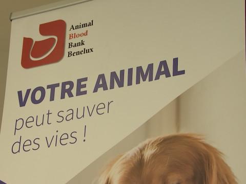 Don de sang: votre animal peut sauver des vies!
