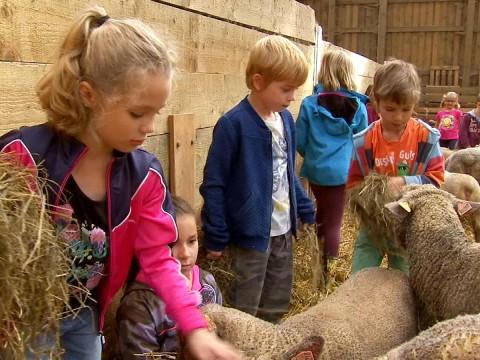 Donceel: les moutons au centre d'un stage à la ferme Schalenbourg