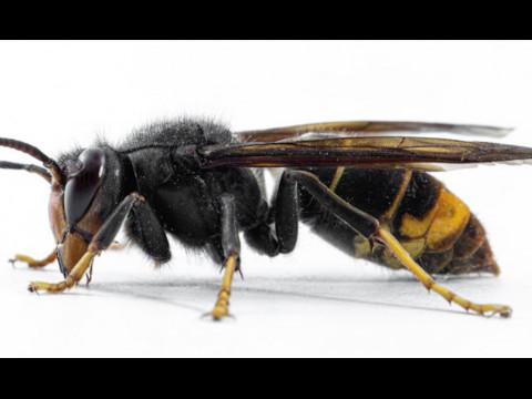 Flémalle : à la recherche d'un nid de Frelons 