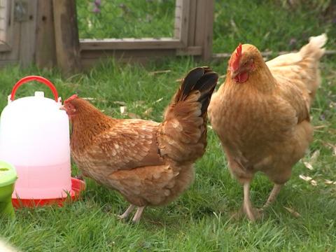 Geer échange 2 poules contre bons soins