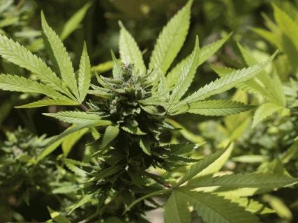 Geer : un incendie permet la découverte de 3000 plants de cannabis