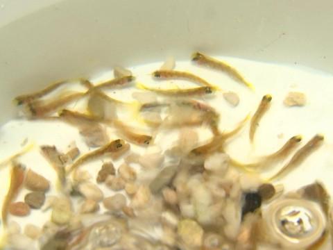 Harzé : les enfants ont élévé puis relâché des saumons