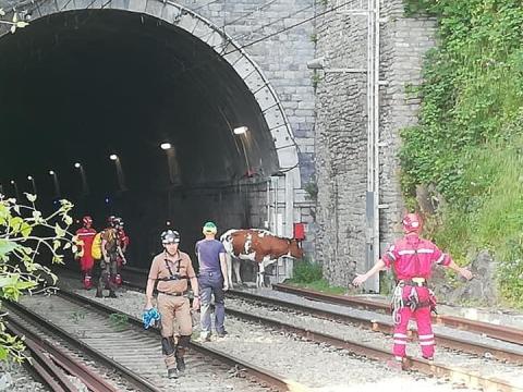 Hony : "Parisienne", la vache aqualienne sauvée des bords de l'Ourthe