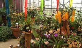 Exposition d'orchidées à l'Observatoire du Monde des plantes