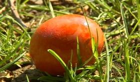 Grande chasse aux oeufs à Aywaille