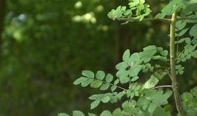 Huy : gestion durable des espaces verts