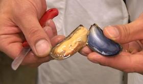 Lancement officiel de la saison des moules