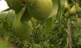 Les pommes et les poires sont en avance