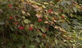 Balade gourmande dans la foret du Val St Lambert