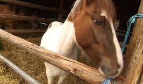 L'association  Chevaux du marais  s'occupe des chevaux maltraités