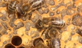 Ecole d'apiculture de Berloz