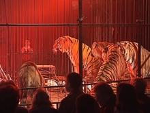 Animaux du cirque : nouvelles règles