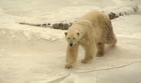 Froid au monde sauvage