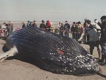 Quand les baleines se trompent de route