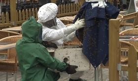 Un essaim d'abeilles égaré à Huy