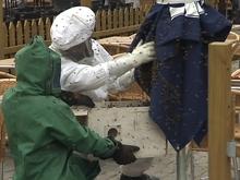 Un essaim d'abeilles égaré à Huy