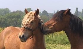 Une maladie rare tue un cheval à Saint-Georges