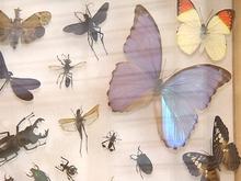 Déguster des insectes à Belle-Ile