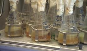 Université : des bactéries pour recycler les métaux