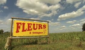 Le succès des champs de fleurs à couper