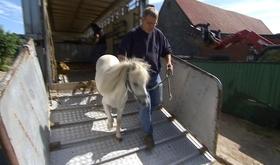 Chevaux abandonnés