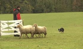 Compétition de chiens de troupeaux à Colonster