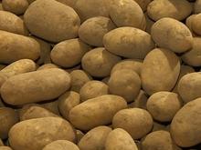 Récolte des pommes de terre